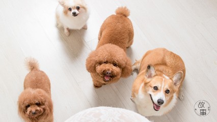 小狐狸钱包|(MetaMask)钱包安卓版